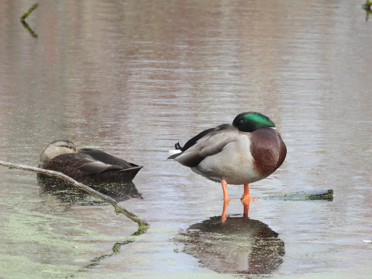 American Black Duck - ML645354869