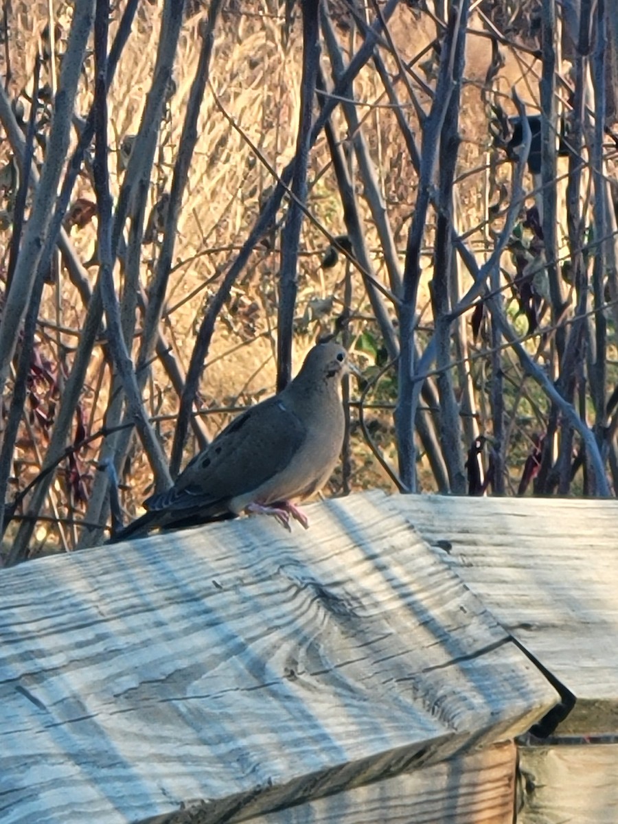 Mourning Dove - ML645354874