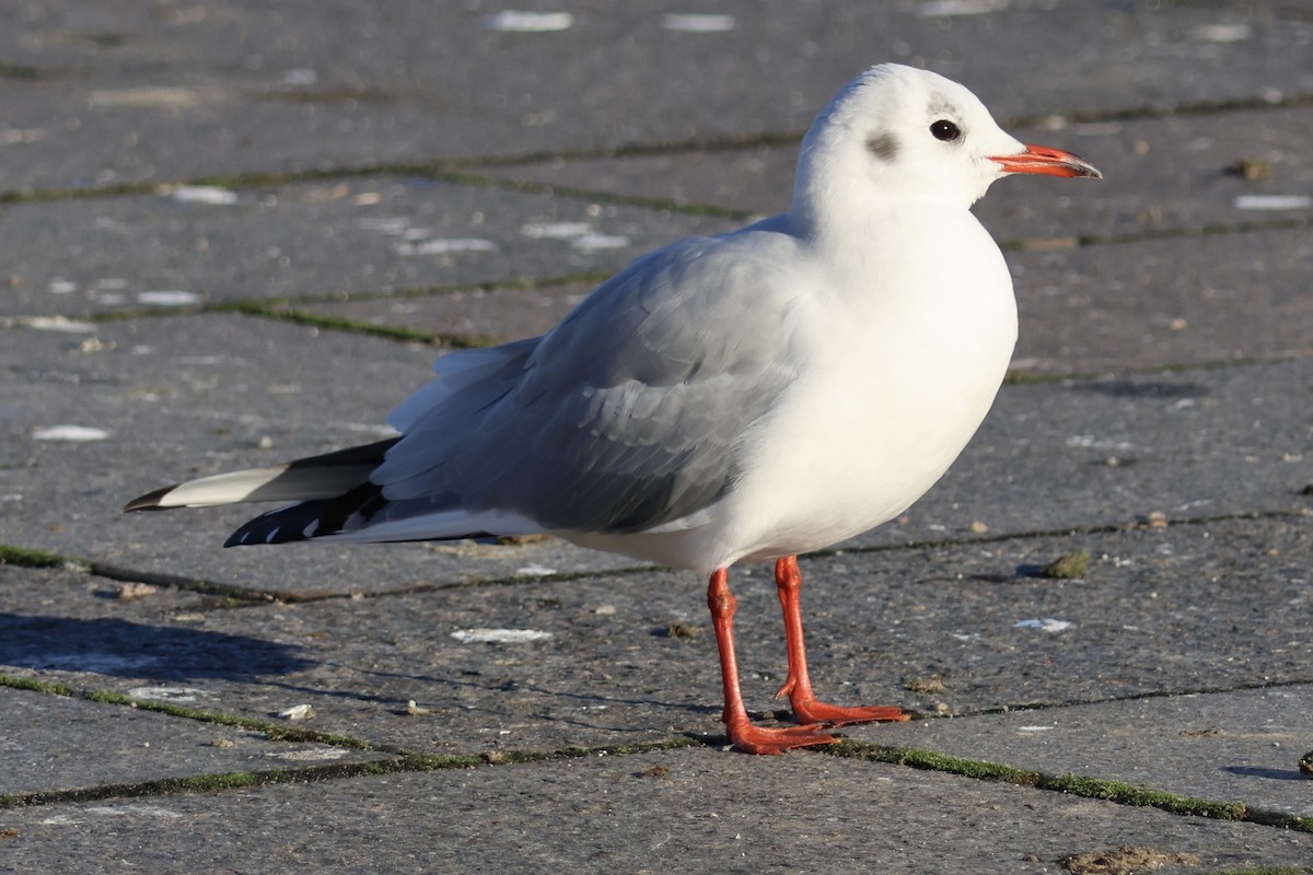 hettemåke - ML645354877