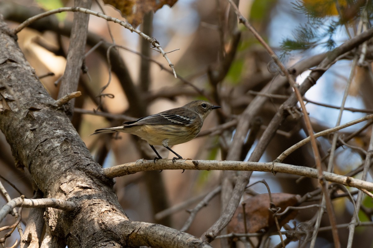 Yellow-rumped Warbler - ML645354881