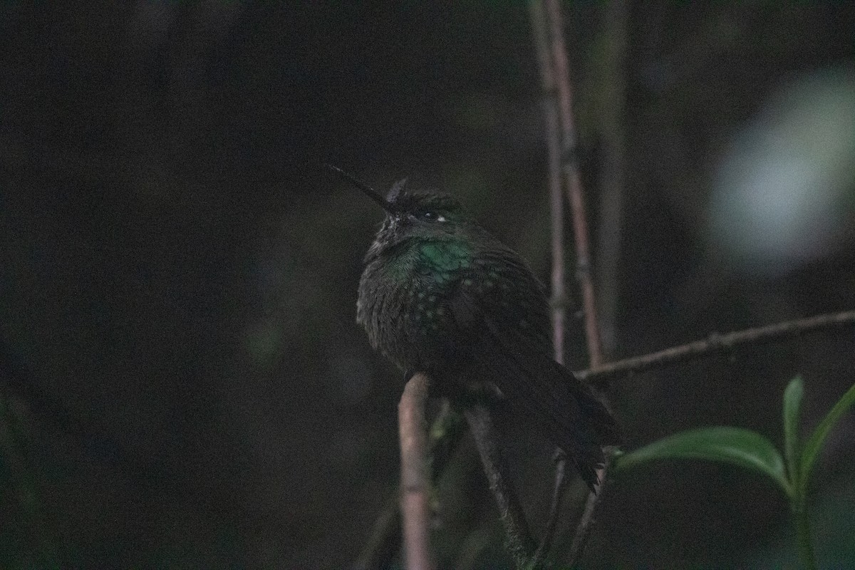 Tourmaline Sunangel - ML645354886