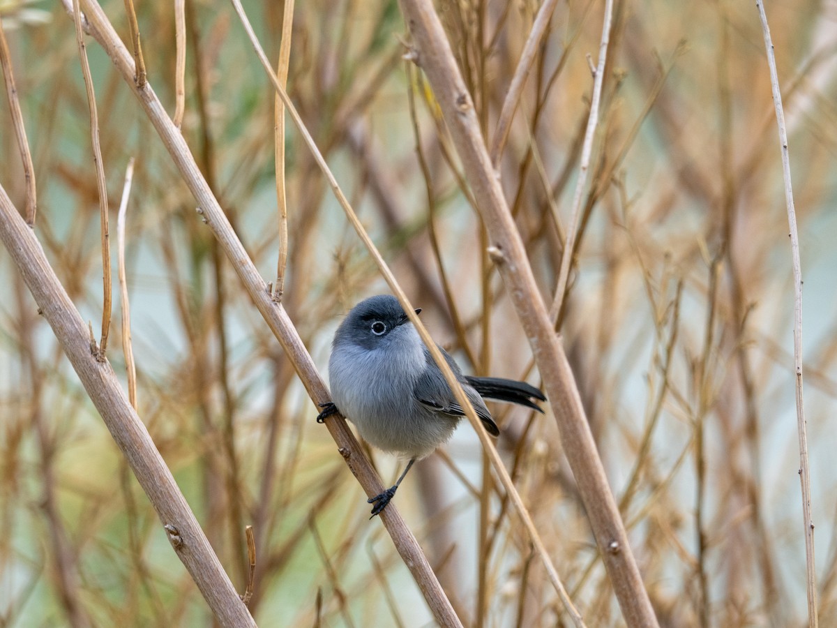 Black-tailed Gnatcatcher - ML645354889
