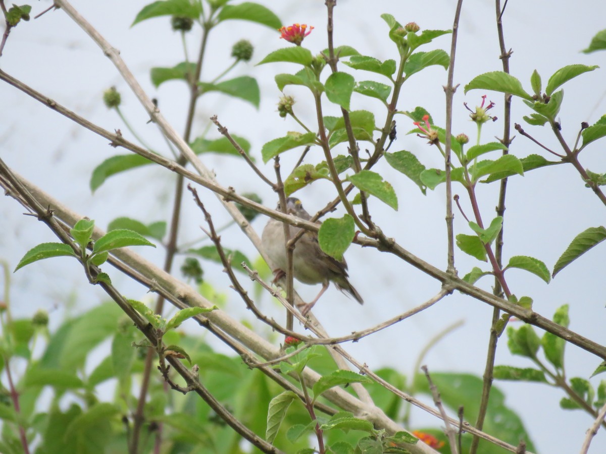 Grassland Sparrow - ML645354895
