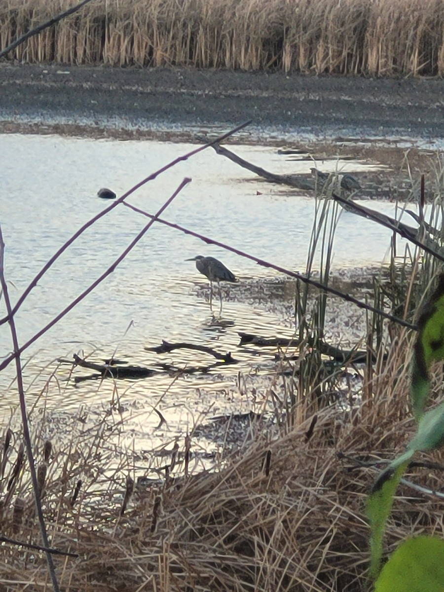 Great Blue Heron - ML645354900