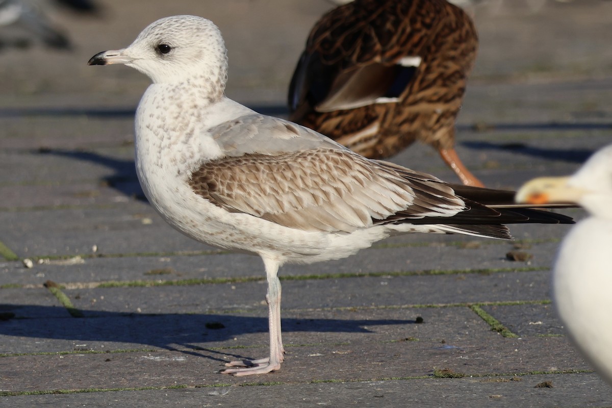 racek bouřní - ML645354902