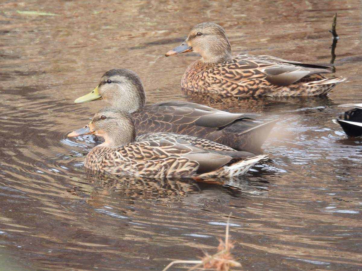 American Black Duck - ML645354909