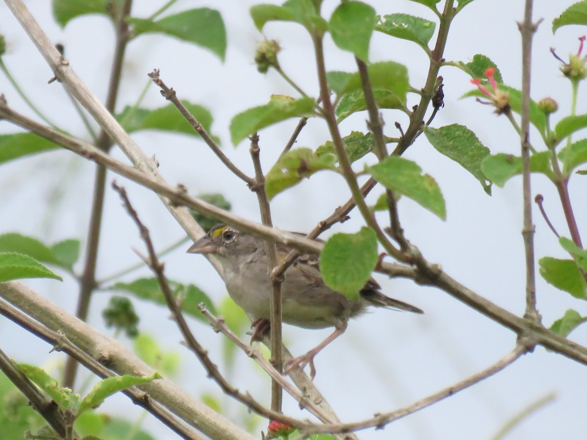 Grassland Sparrow - ML645354919