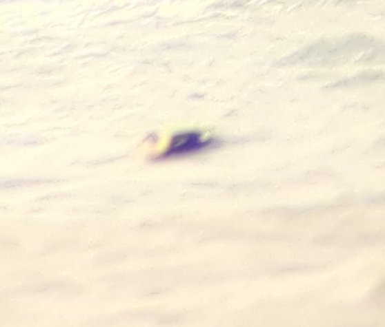 King Eider - ML645354920