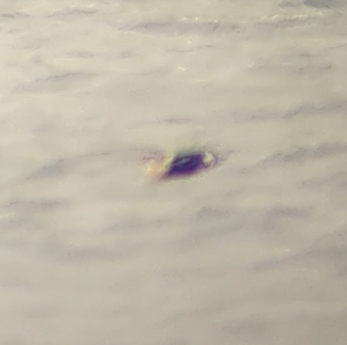 King Eider - ML645354921