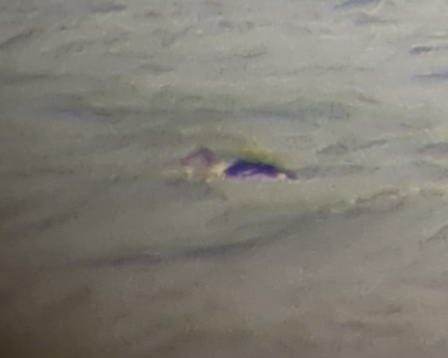 King Eider - ML645354922