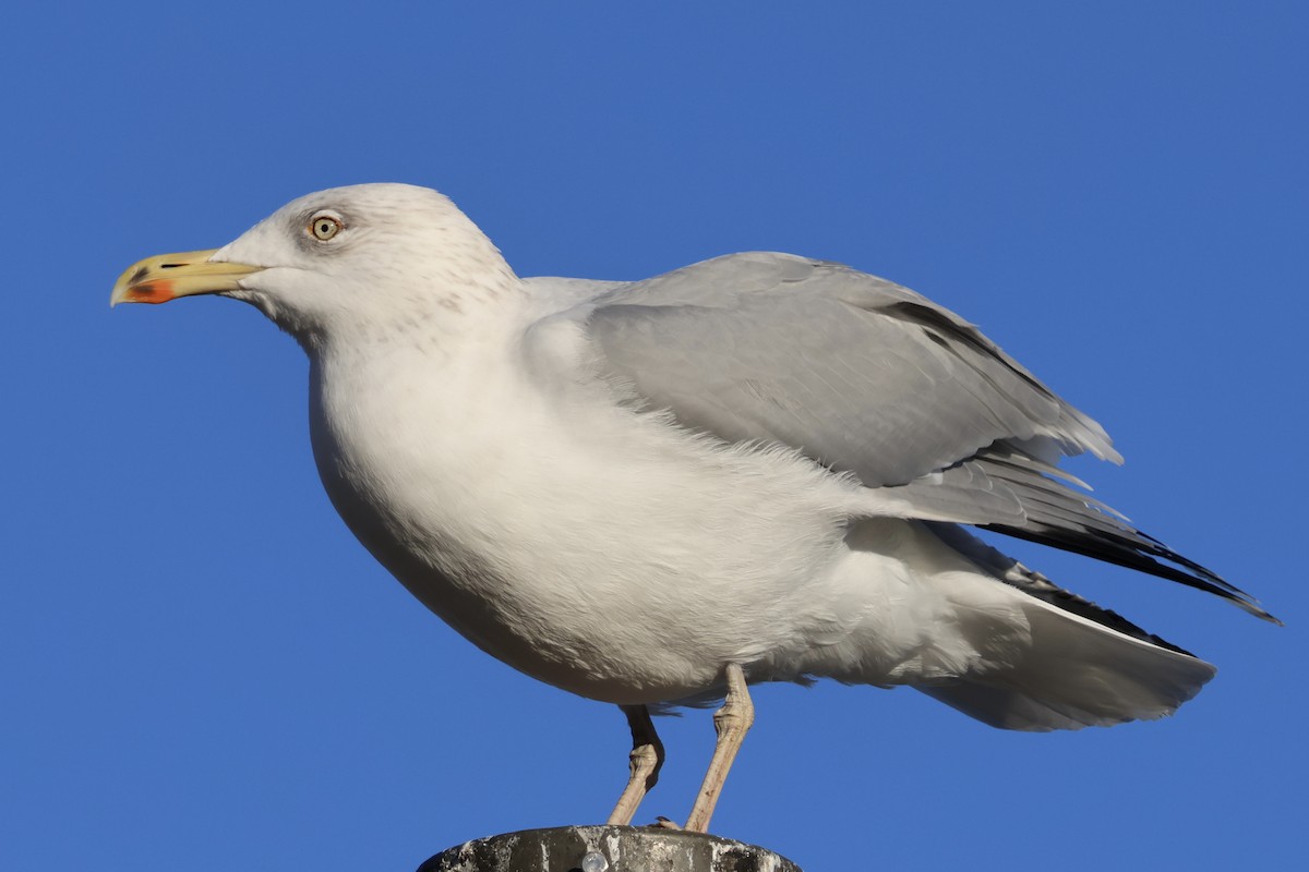 racek stříbřitý - ML645354926