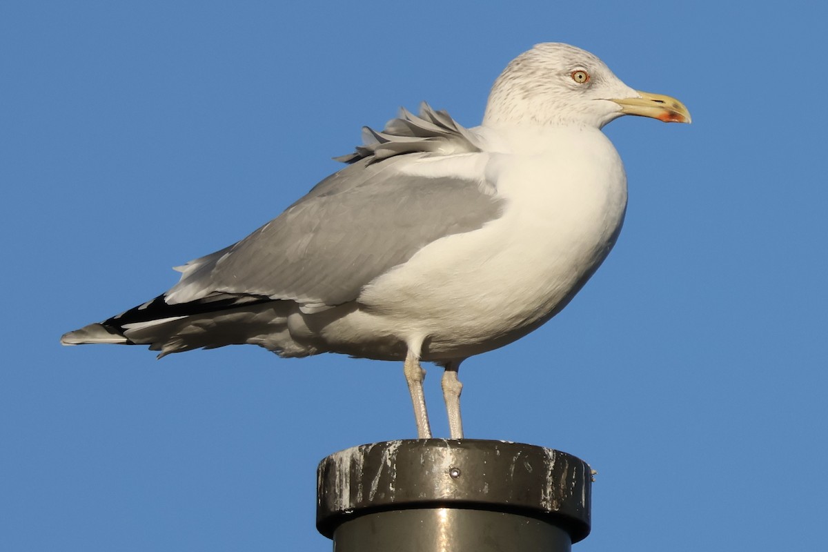 racek stříbřitý - ML645354927