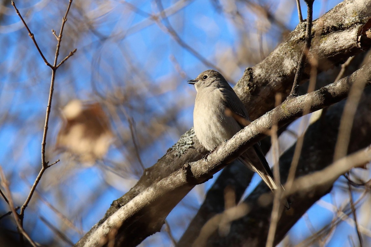 Townsend's Solitaire - ML645354930