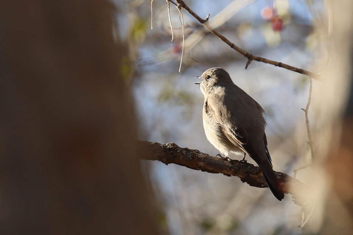 Townsend's Solitaire - ML645354931