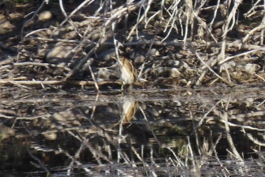 コヨシゴイ - ML645354935