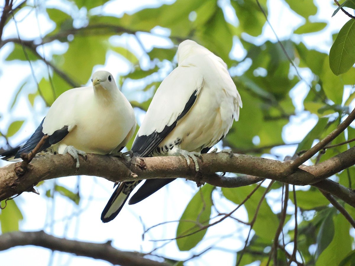 holub pobřežní - ML645354936