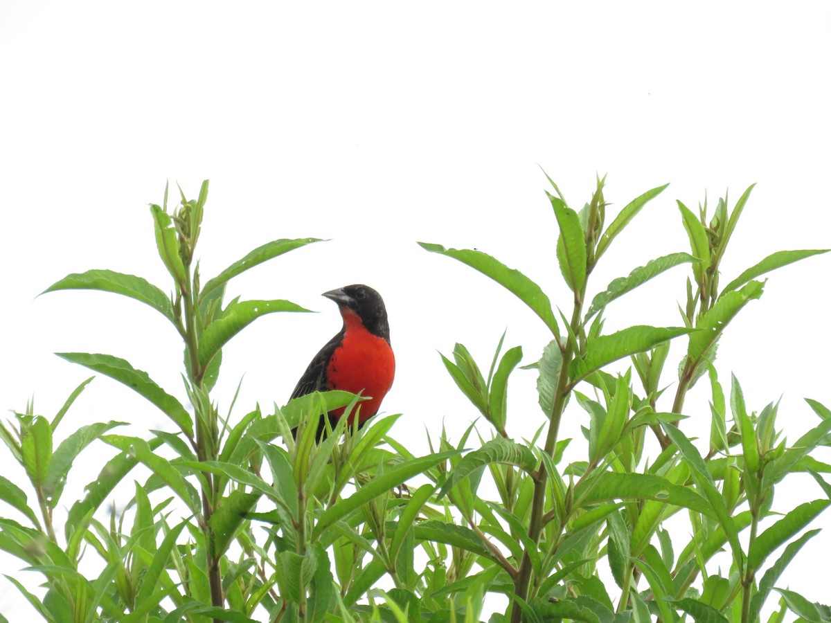 Red-breasted Meadowlark - ML645354937
