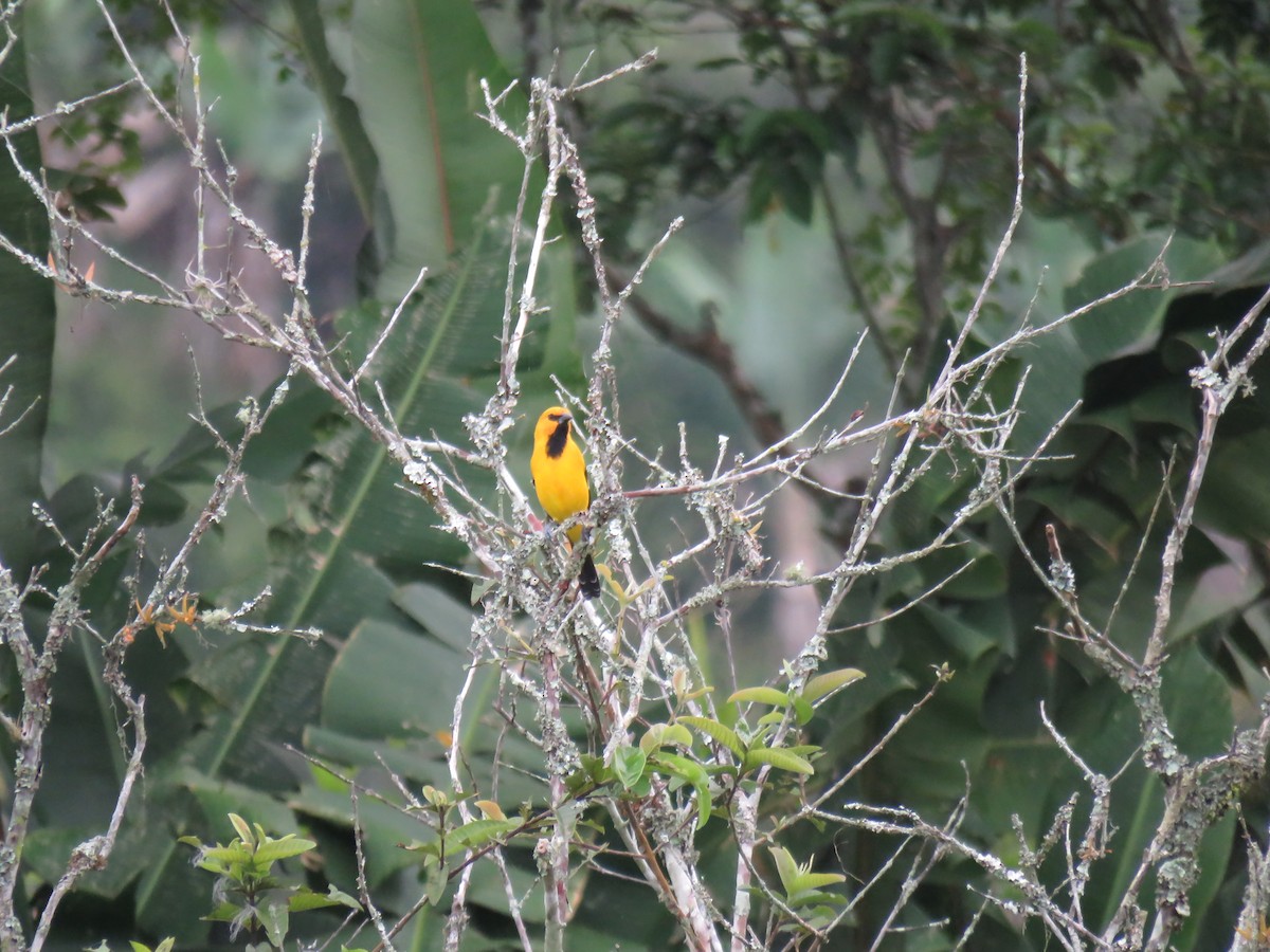 Yellow Oriole - ML645354944