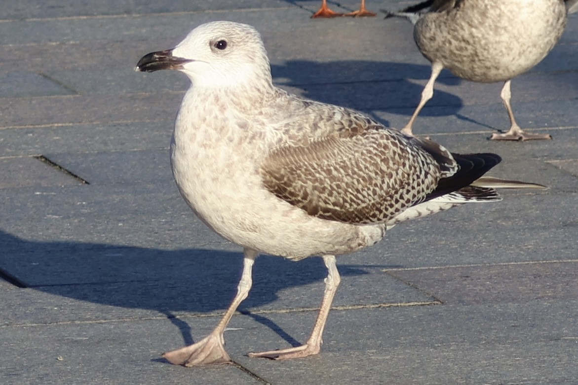 racek mořský - ML645354952