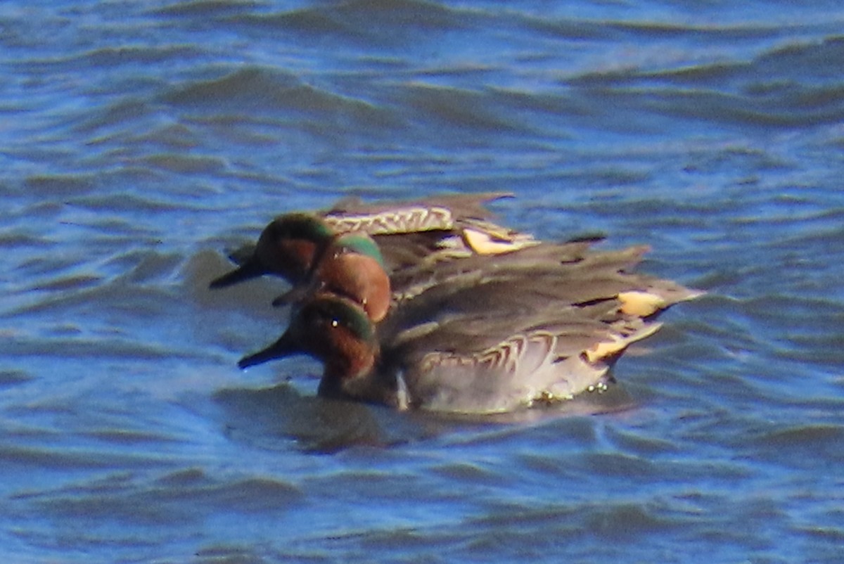 Cerceta Común - ML645354953