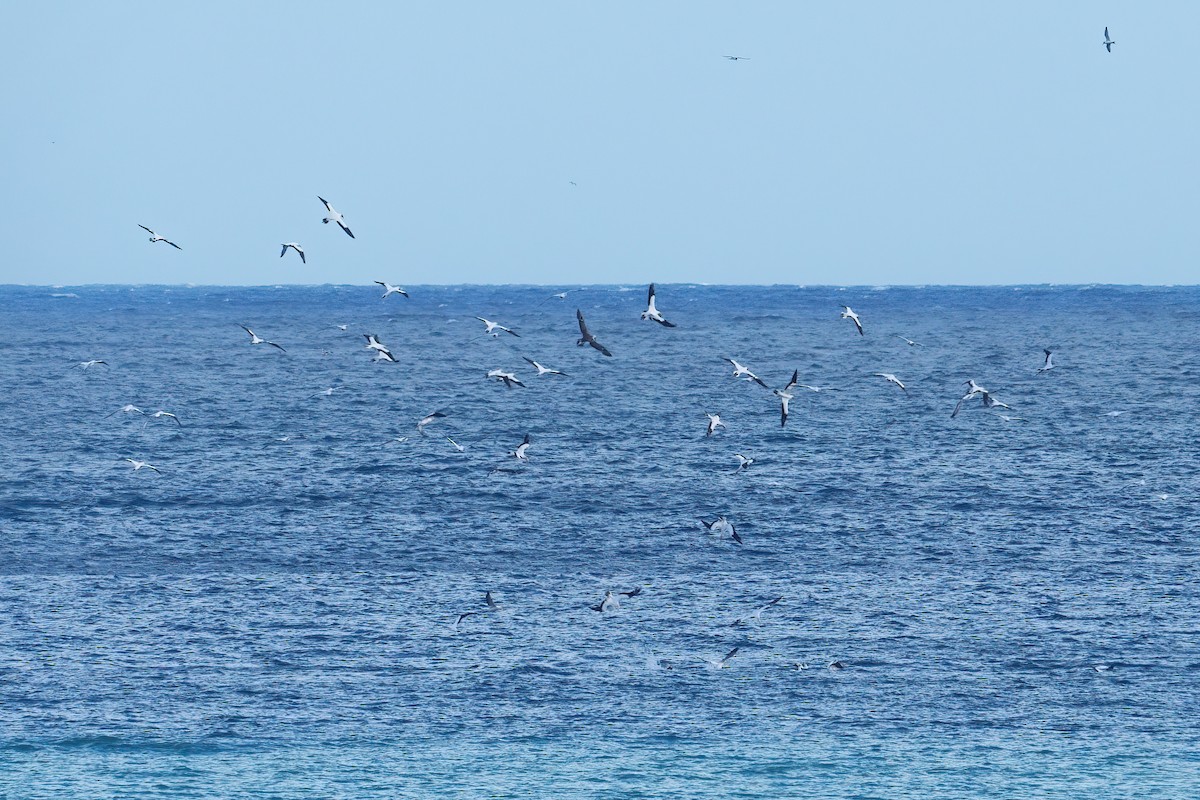 Australasian Gannet - ML645354961