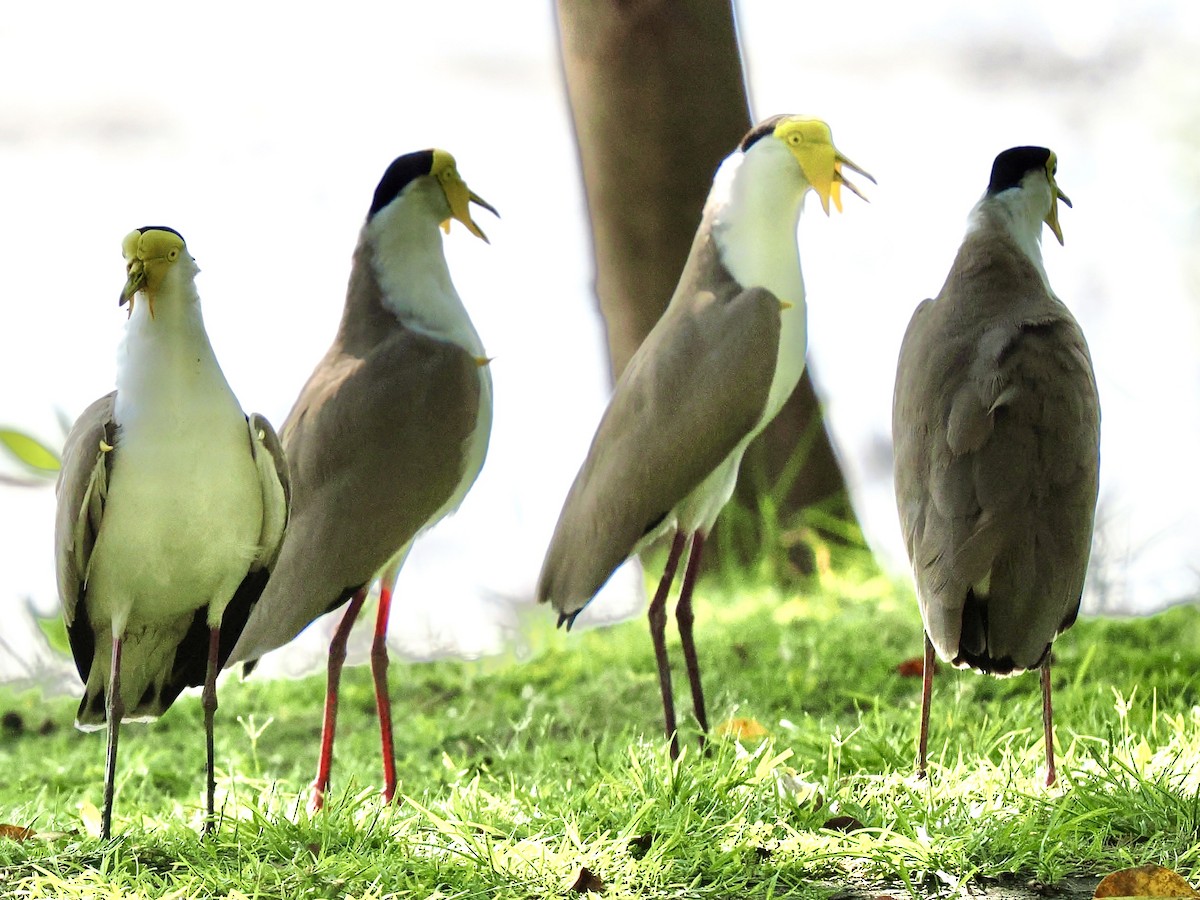 čejka australská - ML645354964