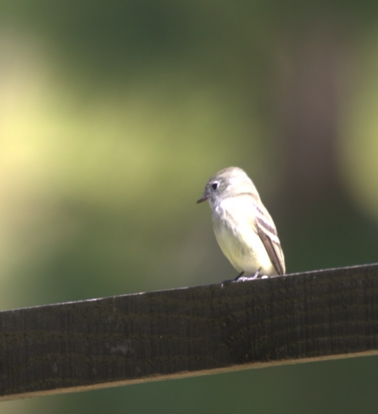 Hammond's Flycatcher - ML645354966