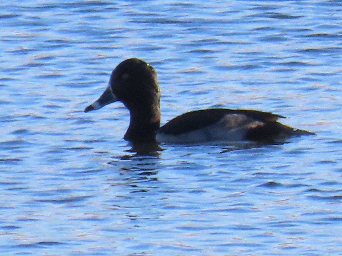 Porrón Acollarado - ML645354972