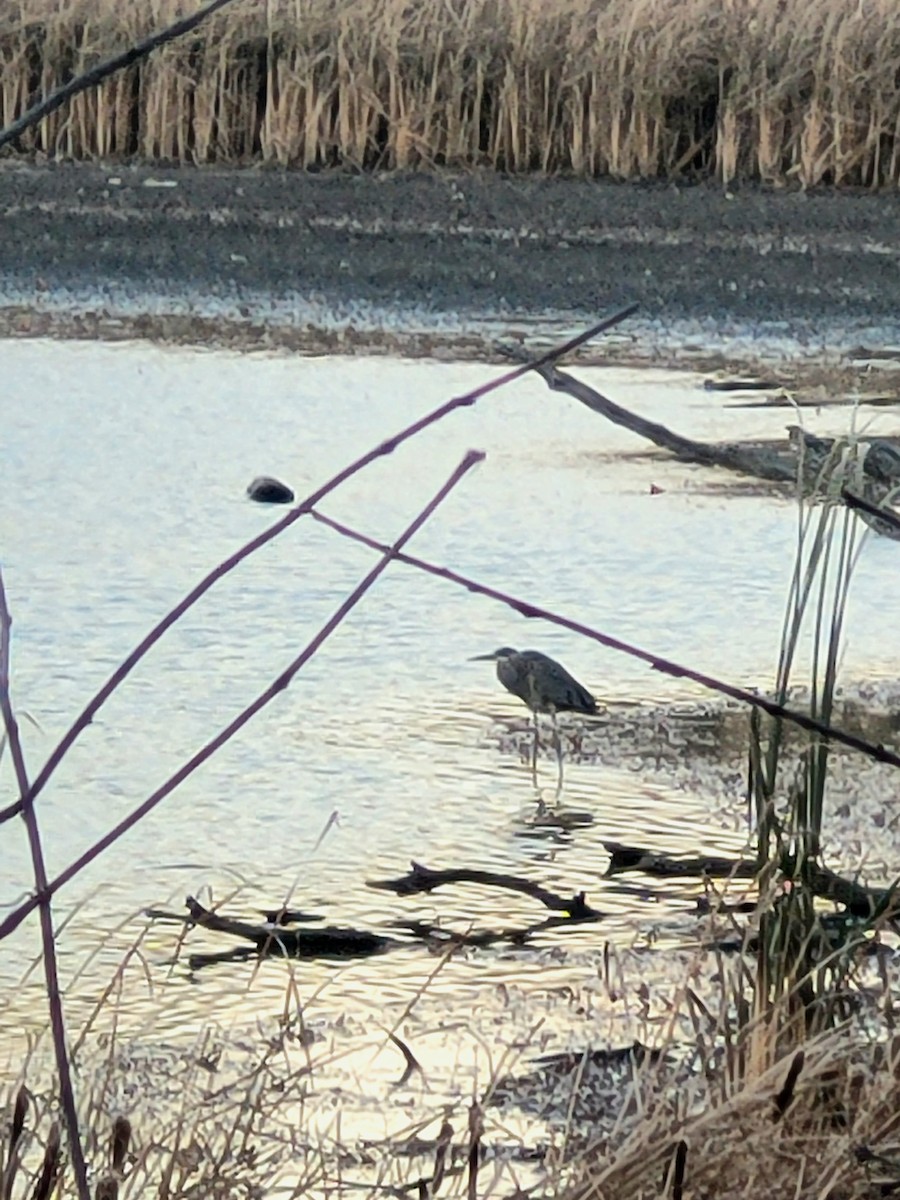 Great Blue Heron - ML645354973