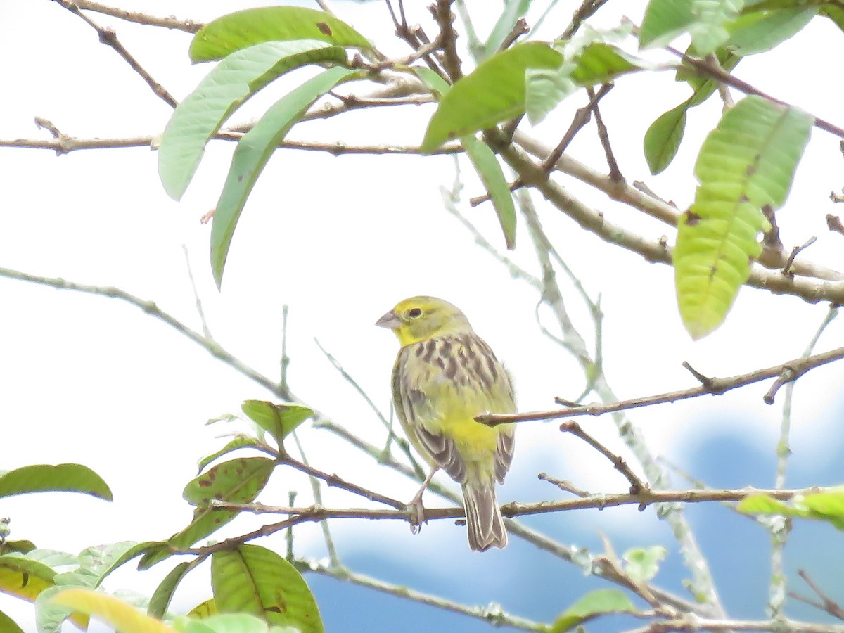 Короткоклювый зерноед - ML645354975