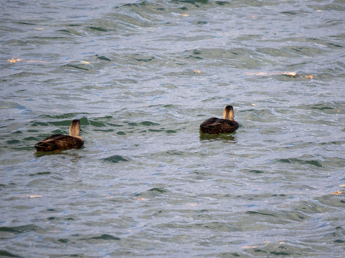 American Black Duck - ML645354980
