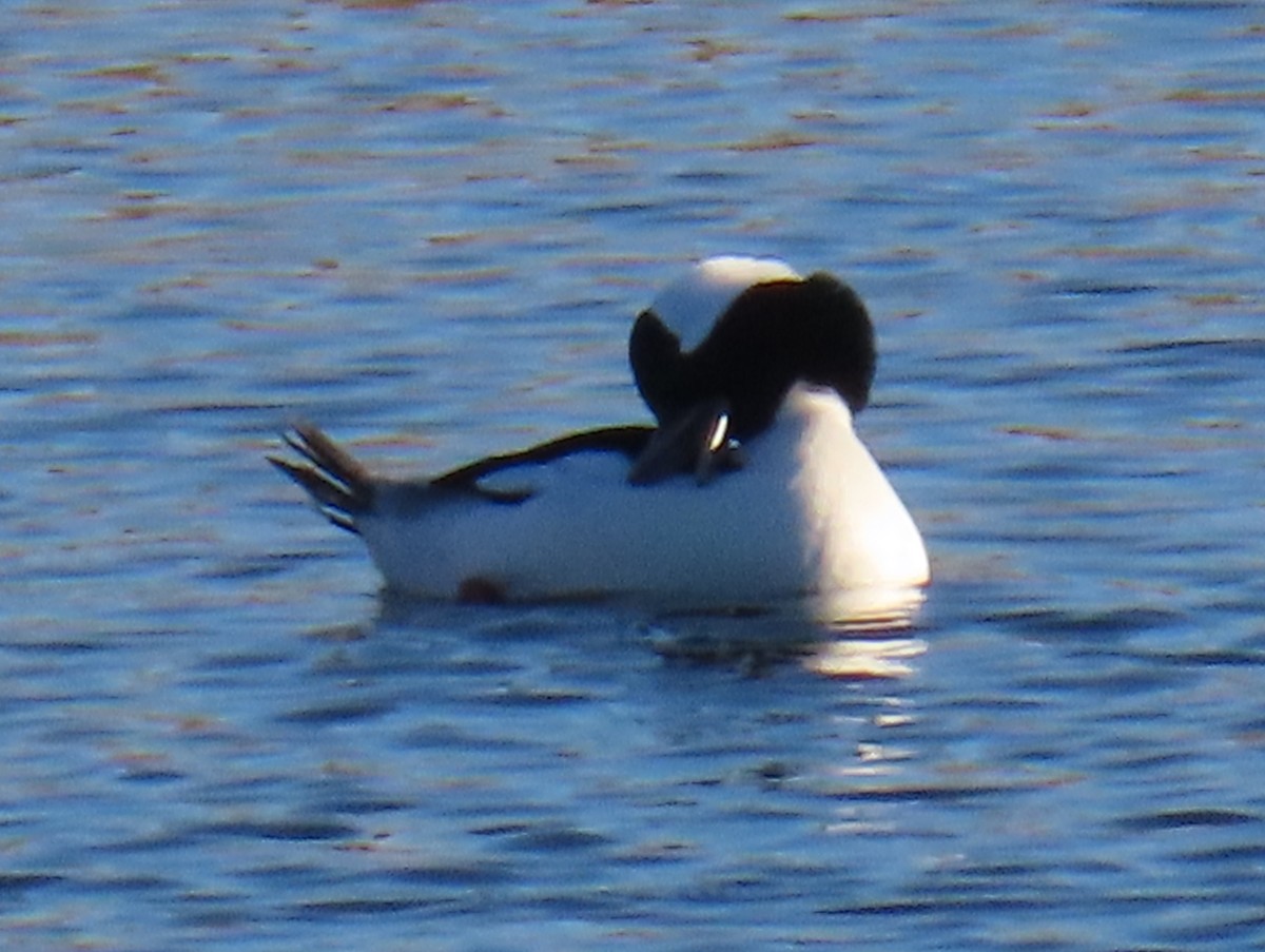 Porrón Albeola - ML645354985