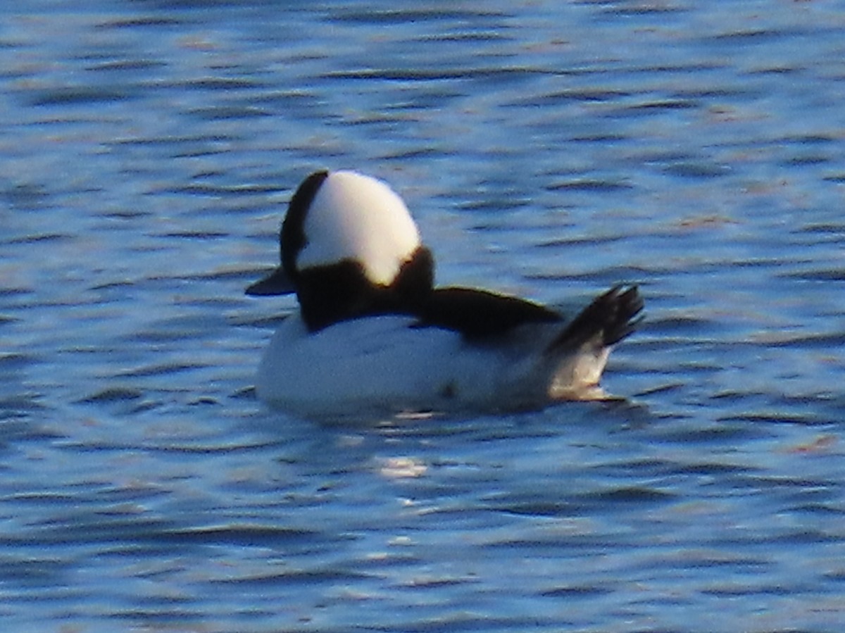 Porrón Albeola - ML645354986