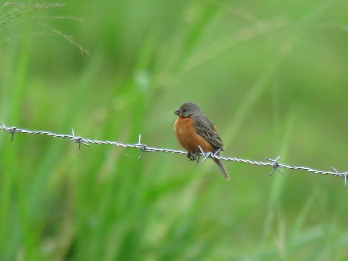 Ruddy-breasted Seedeater - ML645354993