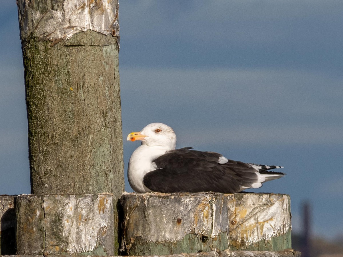 racek mořský - ML645354999