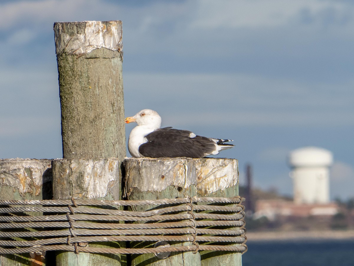 racek mořský - ML645355000