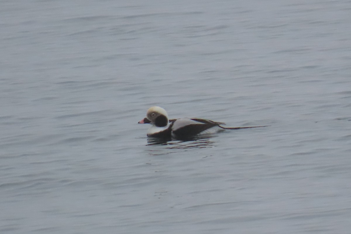 コオリガモ - ML645355010