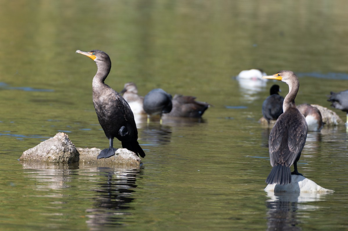 Double-crested Cormorant - ML645355011