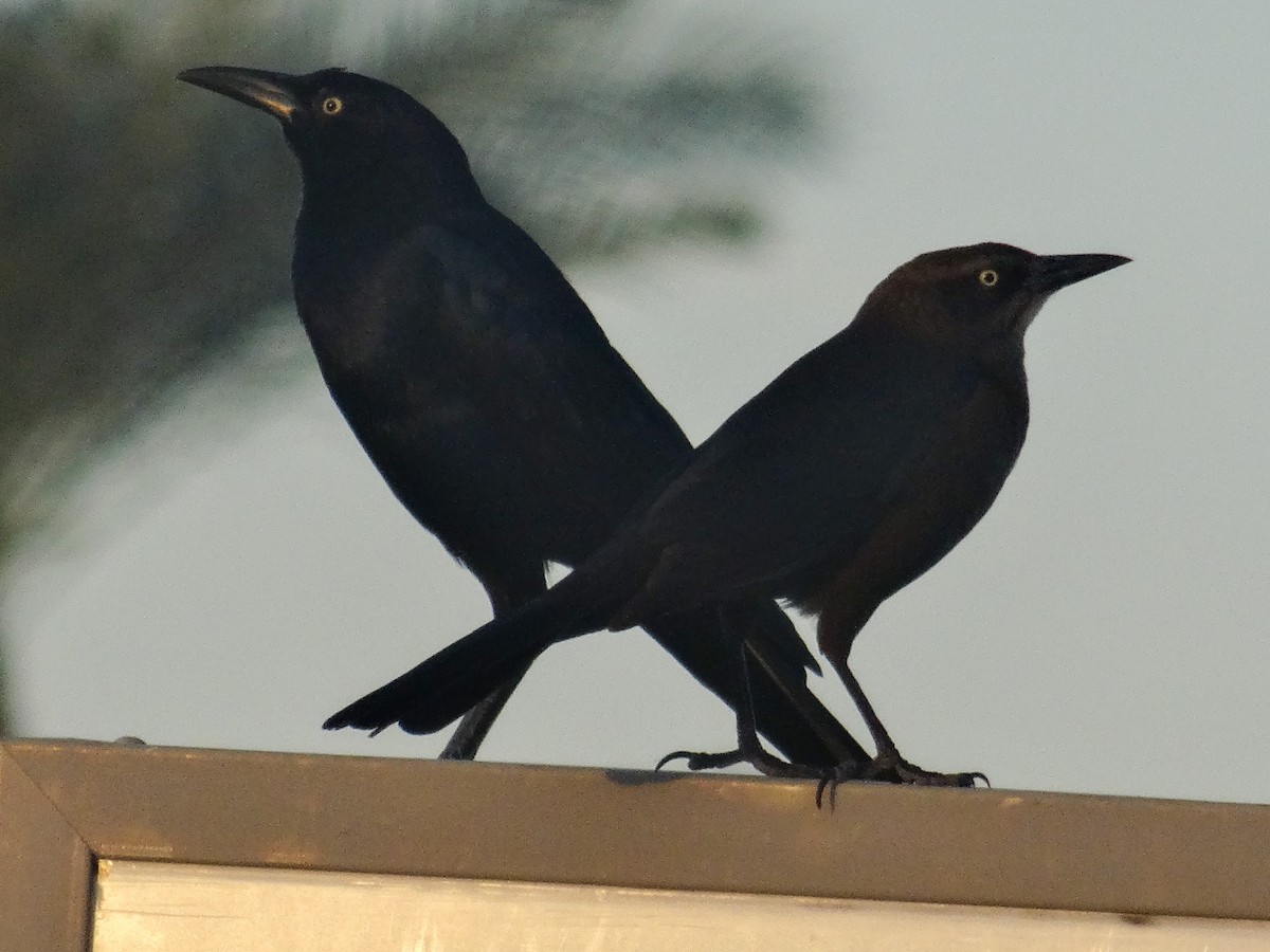 Great-tailed Grackle - ML645355015
