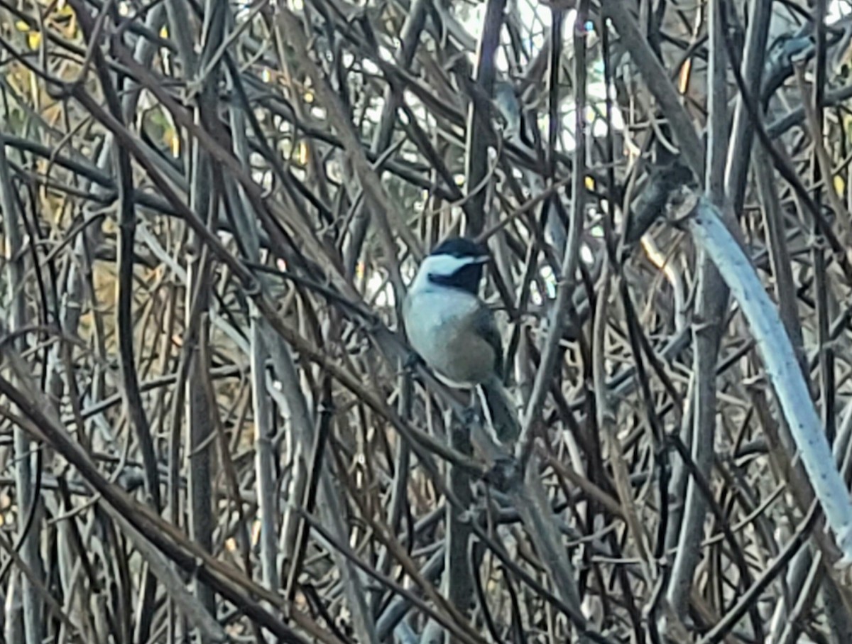 Black-capped Chickadee - ML645355033