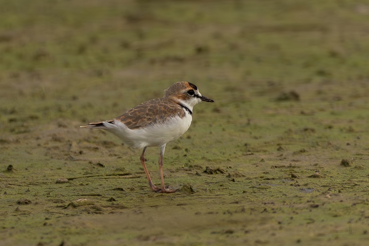 Collared Plover - ML645355034