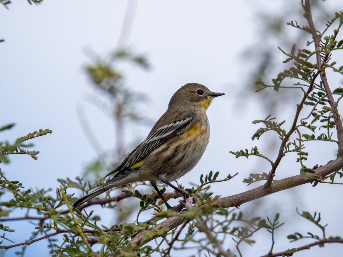 Yellow-rumped Warbler - ML645355038
