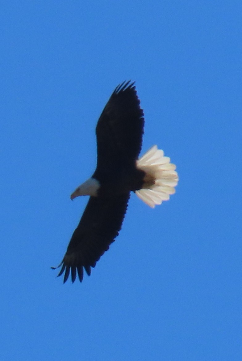 Pigargo Americano - ML645355050