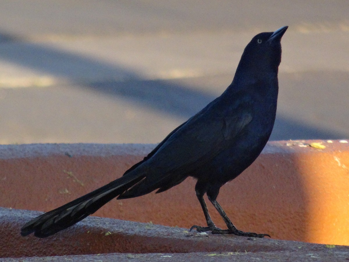 Great-tailed Grackle - ML645355055