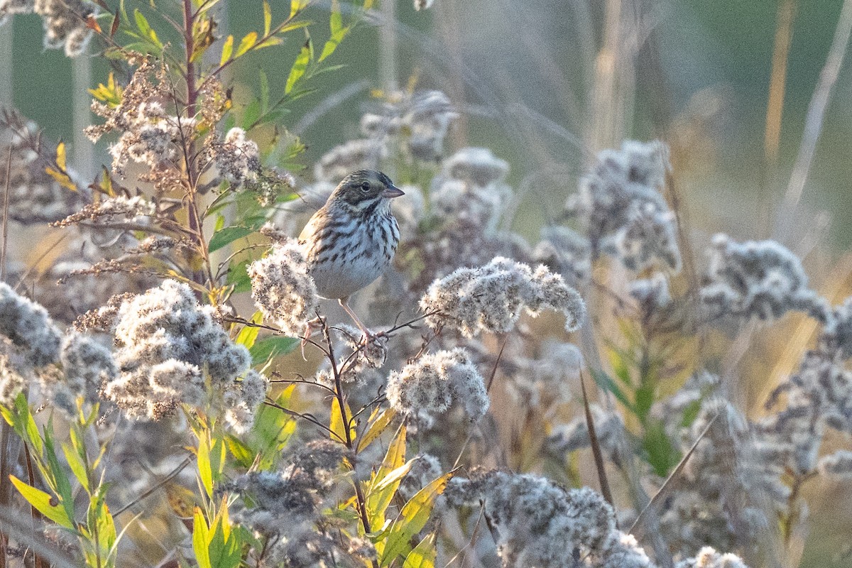 Savannah Sparrow - ML645355059