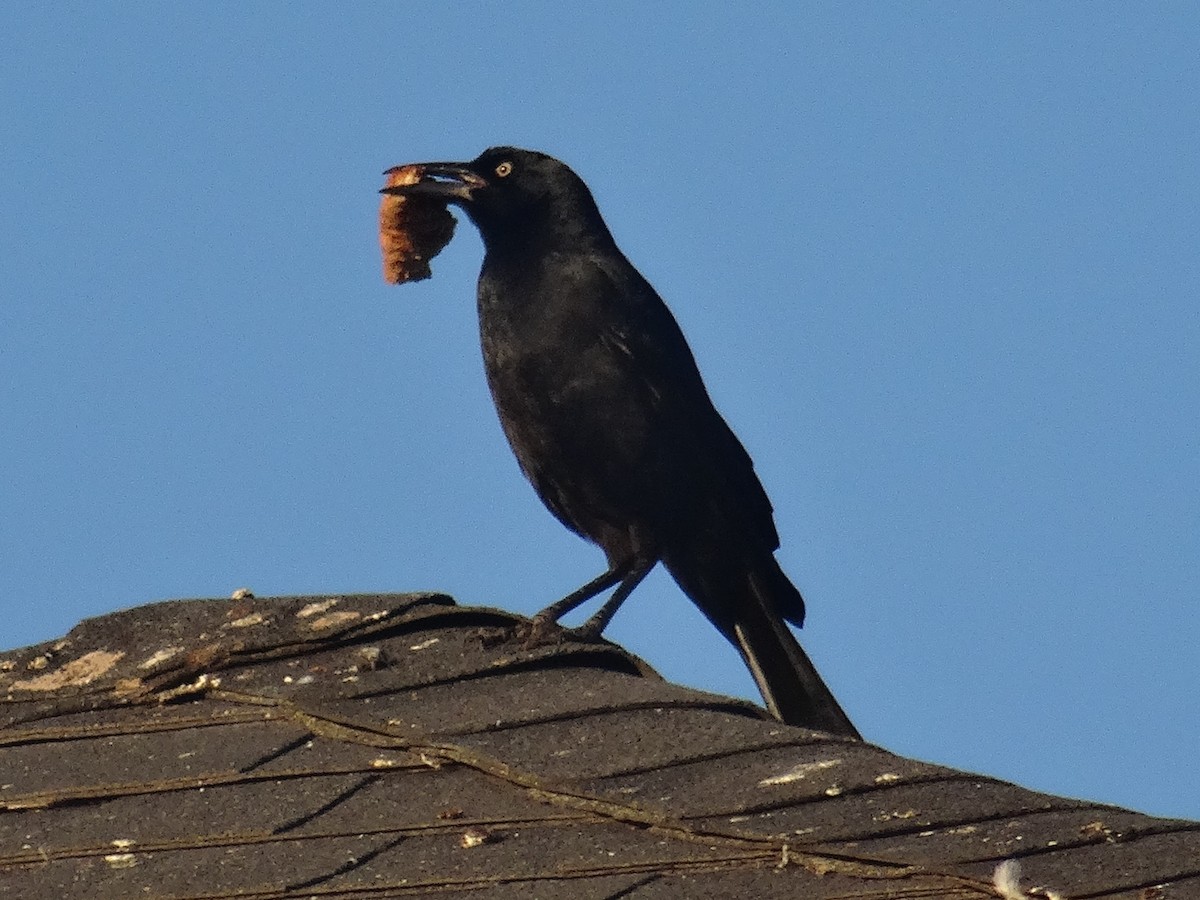 Great-tailed Grackle - ML645355060
