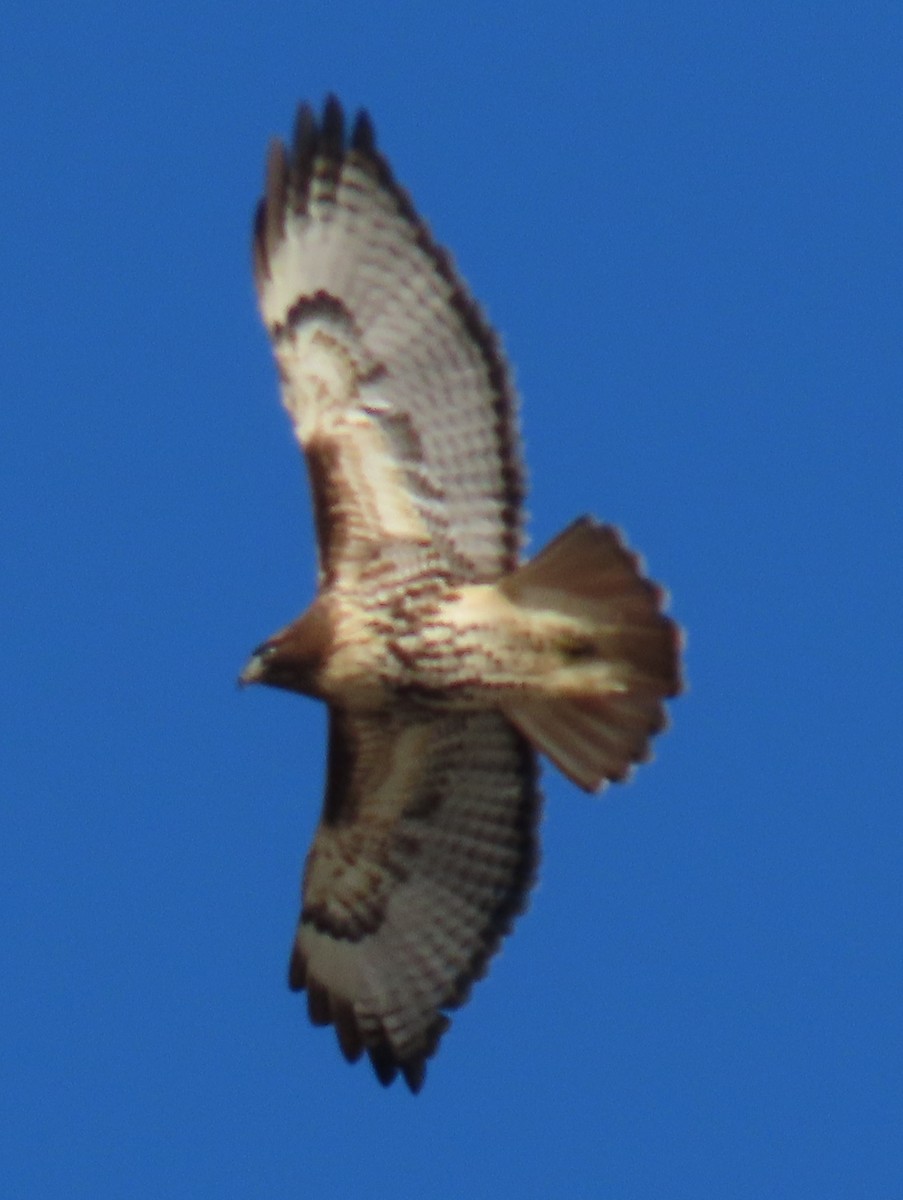 Busardo Colirrojo - ML645355067