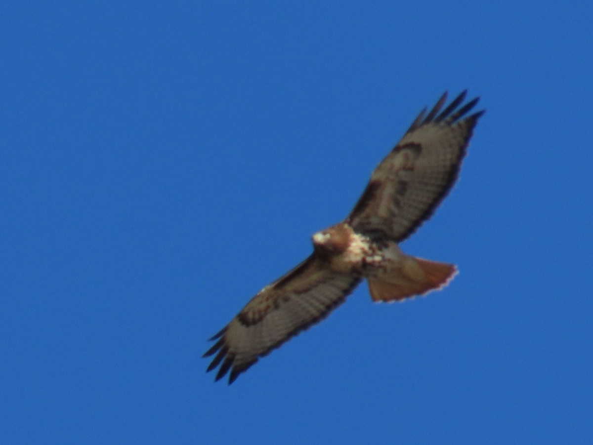 Busardo Colirrojo - ML645355068