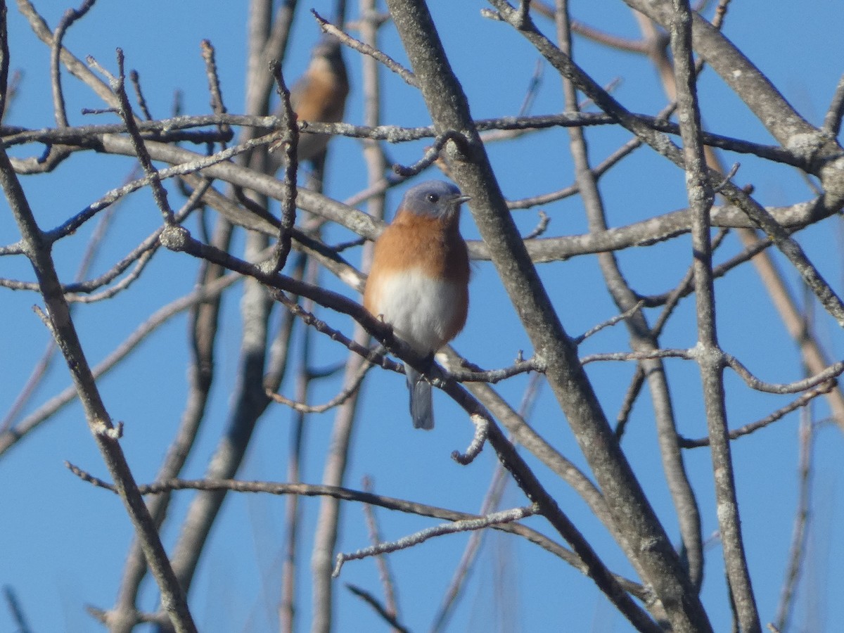 ルリツグミ - ML645355077