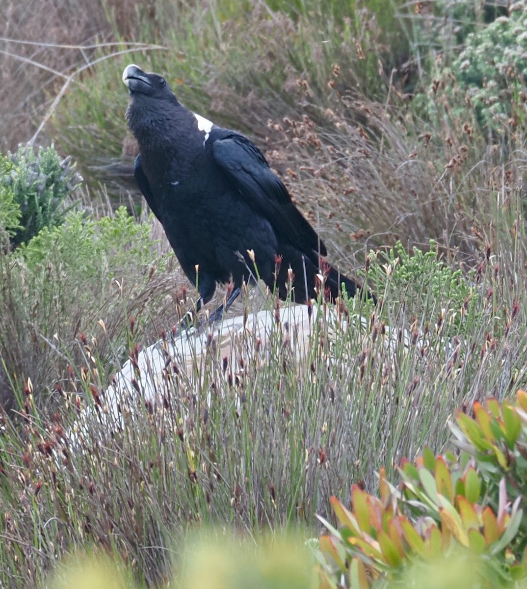 White-necked Raven - ML645355087